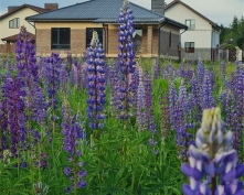 Купить  в Подмосковье, Новорижское ш.