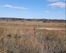 Купить  в Подмосковье, 